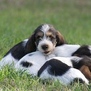 Petit Basset Griffon Vendéen Puppies from Patti Whitlock