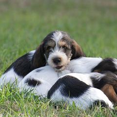 Petit Basset Griffon Vendéen Puppies from Patti Whitlock