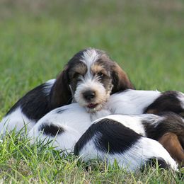 Petit Basset Griffon Vendéen Puppies from Patti Whitlock