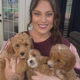 Goldendoodle Puppies from KK's Doodle Bunch