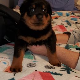 Rottweiler Puppies from vom Helligkeit