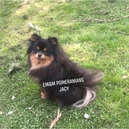 Jacy 6 yrs old - Black and tan female Pomeranian puppy in Kentucky from Em&M Pomeranians