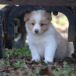 Boy 3 - Gold male Border Collie puppy in Tylertown, Mississippi from Cool Meadow Farms