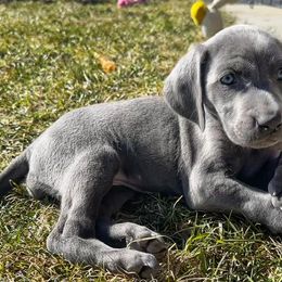 Weimaraners from Blue River Weimaraners