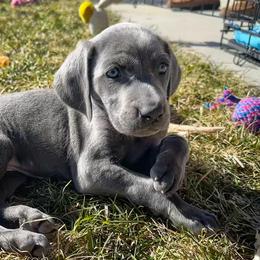 Weimaraners from Blue River Weimaraners
