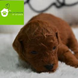 Boy1 - Red  male Poodle puppy in Fairburn, Georgia from The Real Dog Breeders of Atlanta (peachy poodles)