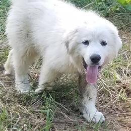 Great Pyrenees from Pony Trail Farm