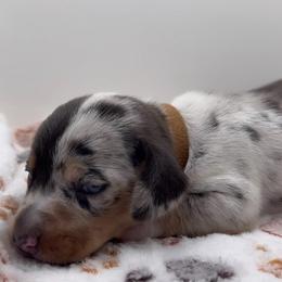 Buzz - Dapple male Dachshund puppy in Bakersfield, California from KC Doxies
