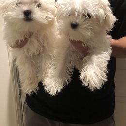 Maltese Puppies from JenniePets