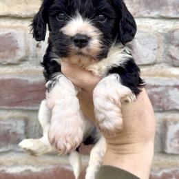 Carl (Green Collar) - Black and white male Cavapoo puppy in Redding, California from Lipscomb Doodles