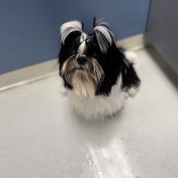 Marty - Shih Tzu