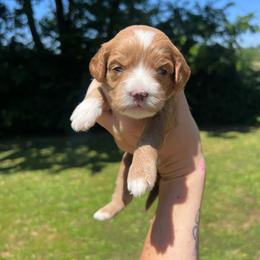 Yellow Girl - Red  female Goldendoodle puppy in Richmond, Kentucky from The Doting Doodle
