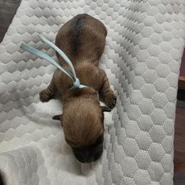 Mr Blue - Red wheaten male Cairn Terrier puppy in Savannah, Missouri from WoodSchott Cairn Terriers