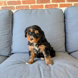 Rutabaga - Tri-color female Bernedoodle puppy in Gilbert, Arizona from San Tan Doodles