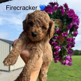Firecracker - Apricot male Poodle puppy in Greensburg, Kentucky from Doodle Me Crazy