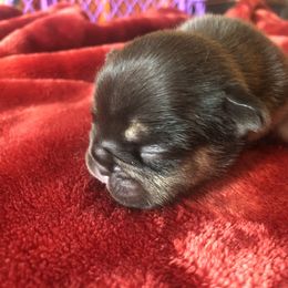 French Bulldog and Newfoundland Puppies from Haywire Frenchies & Newfoundland’s