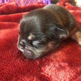 French Bulldog and Newfoundland Puppies from Haywire Frenchies & Newfoundland’s