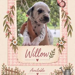 Willow - White and black female Dalmatian puppy in Lehigh Acres, Florida from PupsMansion