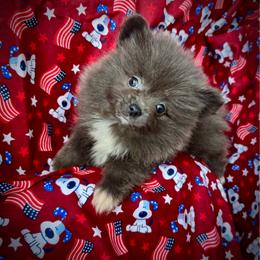 Storm - Blue male Pomeranian puppy in Inverness, Florida from Pompadorable Poms