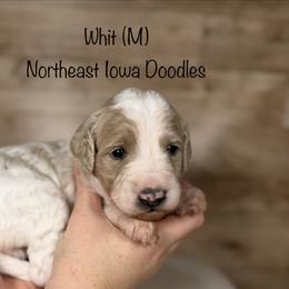 Whit - Parti male Goldendoodle puppy in Cedar Falls, Iowa from Northeast Iowa Doodles