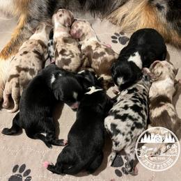 Australian Shepherd, Miniature American Shepherd, Miniature Australian Shepherd, and Toy Australian Shepherd Puppies from JKKJ Farms
