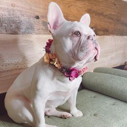 Honey - French Bulldog