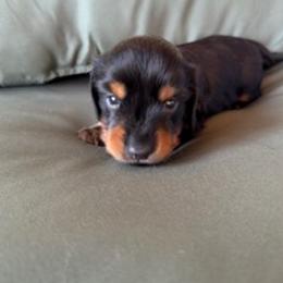 Duncan - Black and tan male Dachshund puppy in Delta, Colorado from Weinderful Dachshunds
