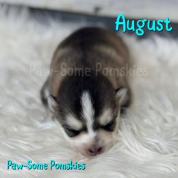 August - waitlist hold - Silver and white female Pomsky puppy in Krum, Texas from Paw-Some Pomskies
