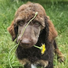 Kitsune - Valaurah's Lost in a Dream - Brown female Poodle puppy in Springfield, Oregon from Valaurah Farms