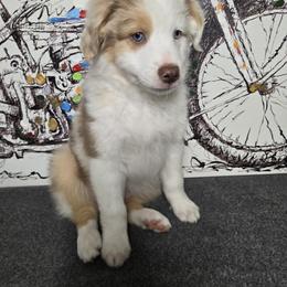 Miniature Australian Shepherd Puppies from Aussies Acre