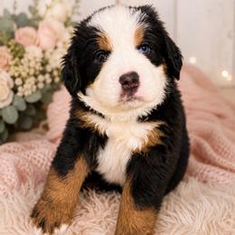 Bo Peep - Tri-color female Bernese Mountain Dog puppy in Fort Meade, Florida from Baldwin Dood Ranch