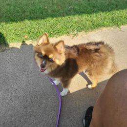 Terra - Pomsky