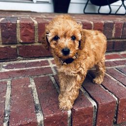 Cavapoo, Havapoo, and Poodle Puppies from West Cobb Dogs