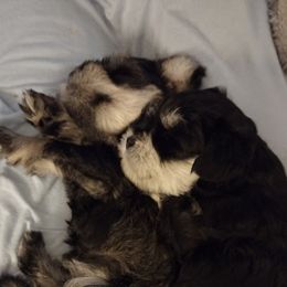 Miniature Schnauzer Puppies from Kim Stockstill