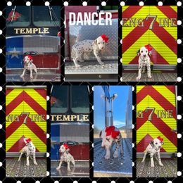 Girl 4 - White and liver brown Dalmatian puppy in Waxahachie, Texas from Tiff’s Dalmatian Plantation
