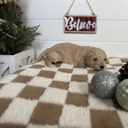 Quill - Cream male Goldendoodle puppy in Litchfield, Connecticut from Gracie Doodles CT