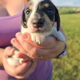 Piebald - Piebald female Dachshund puppy in Great Falls, Montana from Green Dragon Kennel