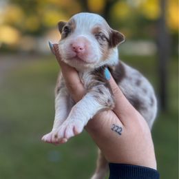 Mufasa - Red merle male Australian Shepherd puppy in Orlando, Florida from Skaky Shepherds