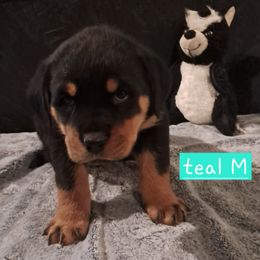 Boy 2 - Black and mahogany male Rottweiler puppy in De Witt, Iowa from Irish Eyes Kennels