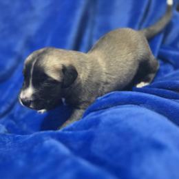 Anatolian Shepherd Dog Puppies from Florida Anatolian Shepherds