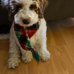 Labradoodle Puppies from California Double Doodles