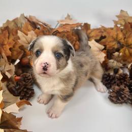 Creamsicle - Brindle merle and white female American Corgi puppy in Waskom, Texas from Piney Woods Corgis