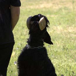 Drak - Giant Schnauzer