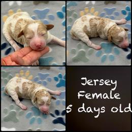 Jersey - Parti female Poodle puppy in Wheatland, California from Sapphire Ridge Poodles