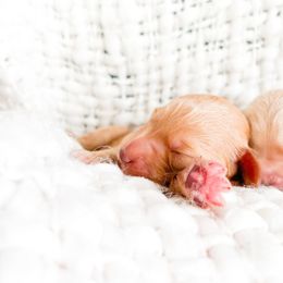 Aussiedoodle, Goldendoodle, and Saint Berdoodle Puppies from Pasatiempo Ranch