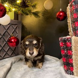 Pumpkin (Roll) - Chocolate and cream female Dachshund puppy in Batesville, Arkansas from Willow Tree Dachshunds