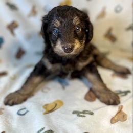 Ryder - Red tri-color male Aussiedoodle puppy in Liberty, Texas from Poodles and Doodles Most Excellent Adventures