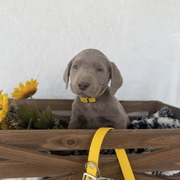 Yellow collar - Silver male Dilute Retriever puppy in Teton County, Montana from East Front Labradors & Treasure State Schnauzers