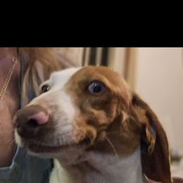 Rudy - Red male Dachshund puppy in Lyle, Washington from Wines Wienery