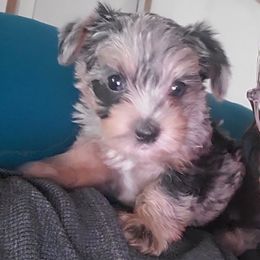 Zara - Merle female Yorkipoo puppy in Cottageville, South Carolina from Mandy's Yorkie's , Yorkiepoo's & Maltipoo's